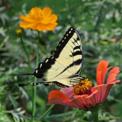 James Ranch Park - eastern tiger swallowtail