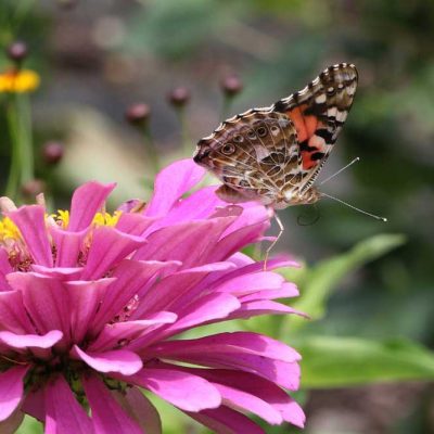 James Ranch Park - painted lady