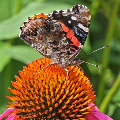 James Ranch Park - red admiral