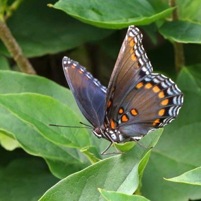 James Ranch Park - red-spotted purple