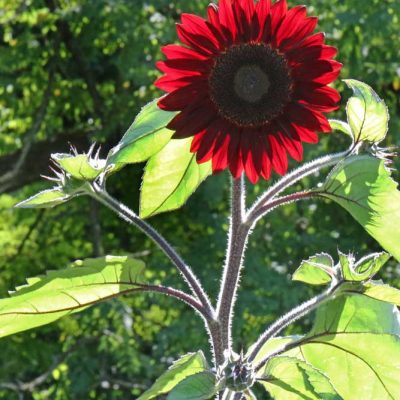 James Ranch Park - red sunflower