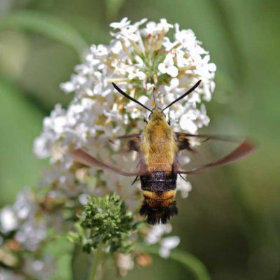 James Ranch Park - snowberry clearwing