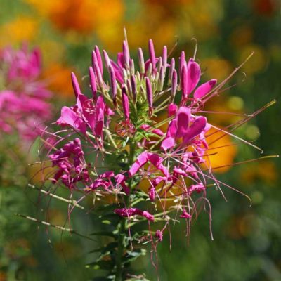 James Ranch Park - spiderflower