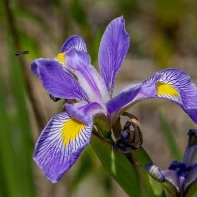 Cemex Reserve - southern blue flag iris