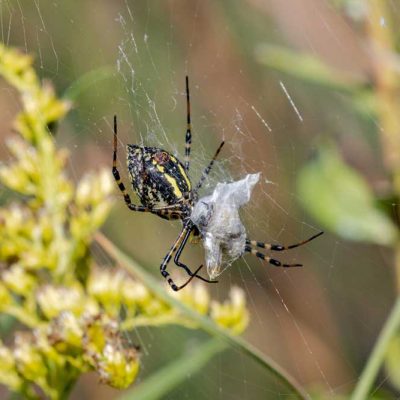 Koogler Wetland Prairie - banded garden spider