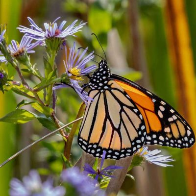 Koogler Wetland Prairie - monarch