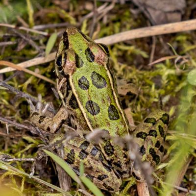 Koogler Wetland Prairie - northern leopard frog