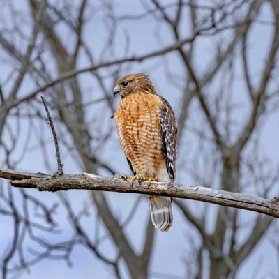 Koogler Wetland Prairie - red-shouldered hawk