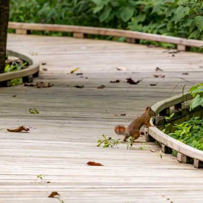 Koogler Wetland Prairie - red squirrel
