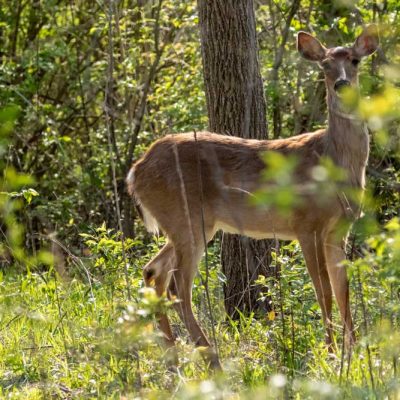 Koogler Wetland Prairie - white-tailed deer