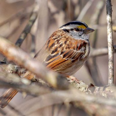 Koogler Wetland Prairie - white-throated sparrow