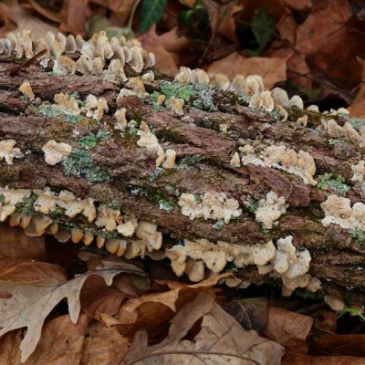 Narrows Reserve - bracket fungi