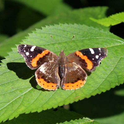 Narrows Reserve - red admiral