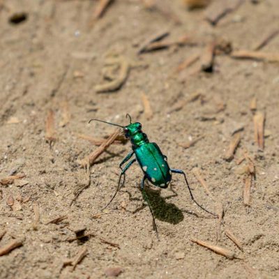 Narrows Reserve - six-spotted tiger beetle