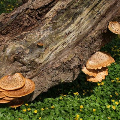 Narrows Reserve - tree fungus