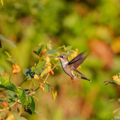 Pearl's Fen - ruby-throated hummingbird