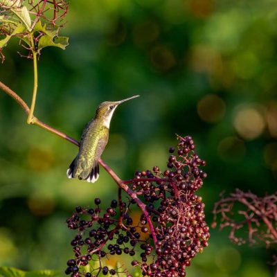 Pearl's Fen - ruby-throated hummingbird