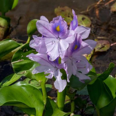Phillip's Park - common water hyacinth