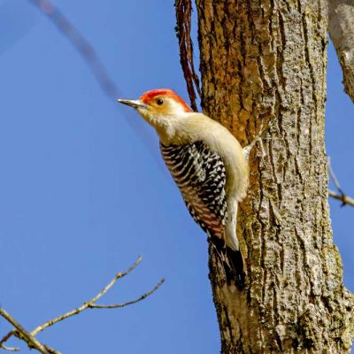 Phillip's Park - red-bellied woodpecker