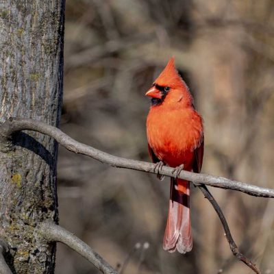 Russ Nature Reserve - northern cardinal