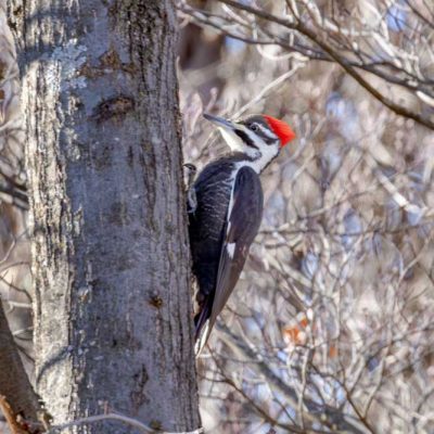 Russ Nature Reserve - pileated woodpecker