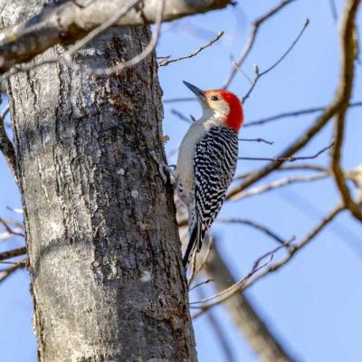 Russ Nature Reserve - red-bellied woodpecker