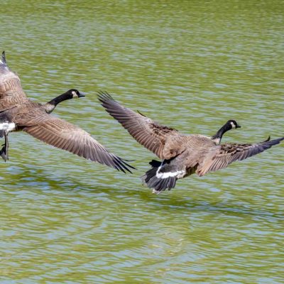 Spring Lakes Park - Canada geese