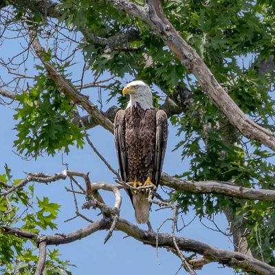 Spring Lakes Park - bald eagle