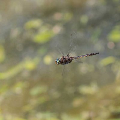 Spring Lakes Park - common baskettail