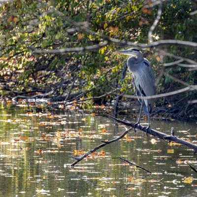 Spring Lakes Park - great blue heron