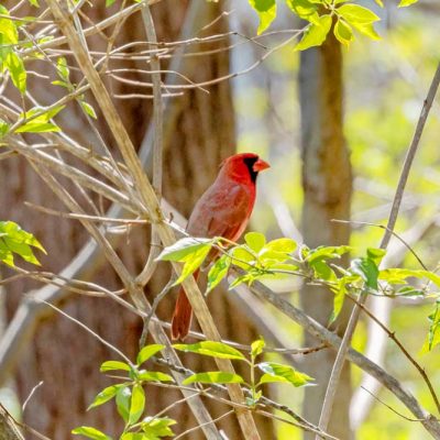 Spring Lakes Park - northern cardinal