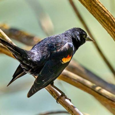 Spring Lakes Park - red-winged blackbird
