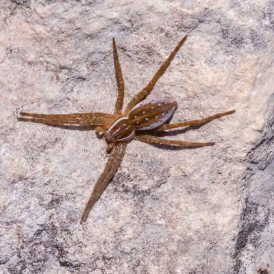 Spring Lakes Park - six-spotted fishing spider
