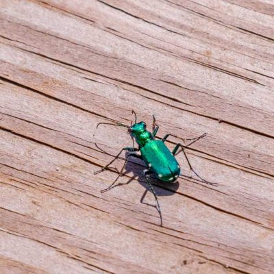 Spring Lakes Park - six-spotted tiger beetle