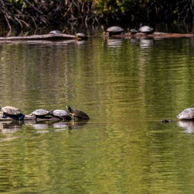 Spring Lakes Park - turtles