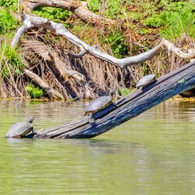 Spring Lakes Park - turtles