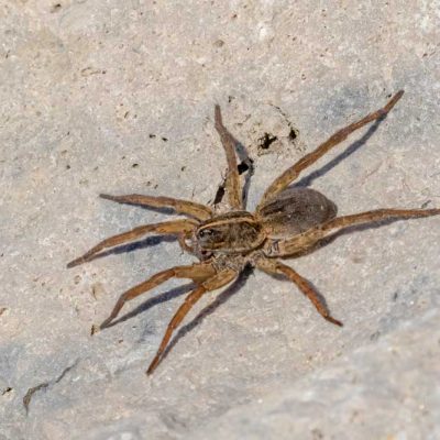 Spring Lakes Park - wolf spider