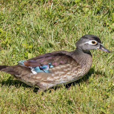 Spring Lakes Park - wood duck